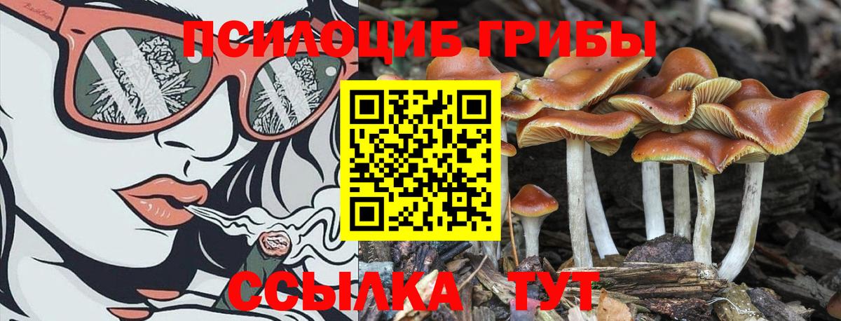 Ишимбай  Псилоцибиновые грибы мицелий  Псилоцибиновые грибы Psilocybe  Вход с VPN 