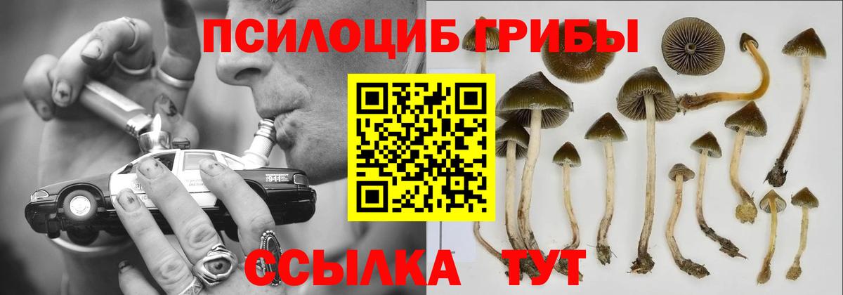 Галлюциногенные грибы Psilocybe Ишимбай